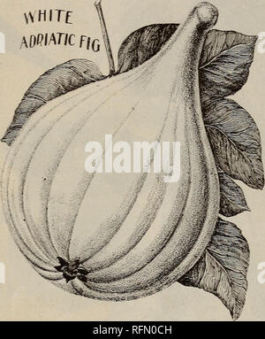 . Glen Santa Maria vivai : 1899. Vivai (orticoltura) Florida Glen Saint Mary cataloghi; alberi da frutto piantine Cataloghi Cataloghi di frutta; alberi da frutta a guscio cataloghi; piante ornamentali, cataloghi. GLEN ST. Maria vivai. Figg. Figg fare bene quasi ovunque in Florida e in molti altri stati del sud. Essi richiedono ma poco la coltura, e questo dovrebbe essere sempre poco profonda, come le radici di correre molto vicino alla superficie. Nessuna famiglia nel sud deve essere senza almeno un paio di alberi di questo deli- cious frutta. Nero a l'Avana. Di medie ; la qualità leale. , Black Ischia. Di medie ; nero blu ; molto buona. Blue Genova. Medie Foto Stock