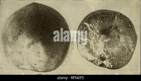 . Glen Santa Maria vivai : 1899. Vivai (orticoltura) Florida Glen Saint Mary cataloghi; alberi da frutto piantine Cataloghi Cataloghi di frutta; alberi da frutta a guscio cataloghi; piante ornamentali, cataloghi. Le prugne. 19 varietà sopra. Abbondanza (Lovett's). Me- dium a grandi; rotondo, con apice appuntito ; pelle giallo verdolino- bassa massa, sovrapposto con violaceo opaco carmine ; carne luce giallo verdolino, succosa e dolce, con un tocco di subacid e lieve aroma albicocca; si aggrappano; qualità migliore; pit piccolo. Forte crescita, montante; molto prolifico. Abbondanza è stata, forse, più ampiamente e diffusamente piantato througho Foto Stock