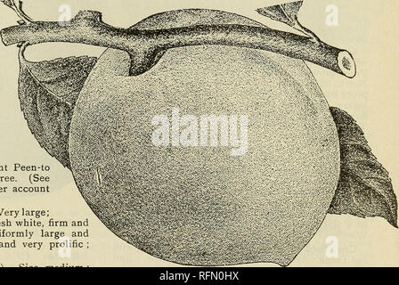 . Glen Santa Maria vivai : 1899. Vivai (orticoltura) Florida Glen Saint Mary cataloghi; alberi da frutto piantine Cataloghi Cataloghi di frutta; alberi da frutta a guscio cataloghi; piante ornamentali, cataloghi. Le pesche. 9 varietà sopra. Le abbreviazioni nella parentesi di seguito, i nomi delle varietà, indicare la gara a cui appartengono. Così, (Sp) significa che la varietà appartiene alla gara spagnola ; (Al), per il persiano di gara; (N. C), cinese settentrionale ; (l'on.), Miele; (P.-a), pallinare-a; (N. O. B.). New Oriental di prodotti ematici. Le date di cui indicano i normali tempi di maturazione a Glen Santa Maria. Alexand Foto Stock