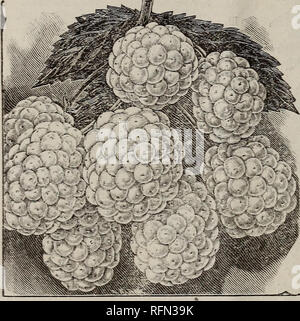 . Coltivatore catalogo : frutti di bosco Piante, coltivatori di frutta " forniture, ecc. 1899. Vivaio nello Stato di New York); Cataloghi Cataloghi di frutta; fiori cataloghi; attrezzi agricoli cataloghi. K) crediamo in espansione del giardino di frutta. More. Richiedono la stessa del suolo come i lamponi. Impostare in righe otto piedi distante, con piante da uno a tre piedi al di là della riga. Così si impiega da due a cinque mila per un acro. Coltivare e potare come lamponi. Raderà tutti ventose che la molla tra le righe, e mantenere le piante in stretta, righe continue. La pacciamatura con paglia circa le piante d Foto Stock