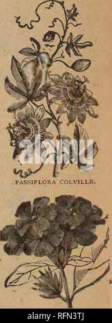 . La molla 1897. Vivaio Wisconsin Cataloghi Cataloghi di frutta; fiori Semi cataloghi; semi di ortaggi cataloghi; cereali semi di graminacee cataloghi; semi di graminacee cataloghi. Pampa erba. Un maestoso e sta crescendo rapidamente l'erba. Ogni, 20c. Panicum Variegatum. Una variegata Pianta di portamento strisciante; preziose per vasi, cesti o casi di felce; plumbago. bella. Ogni, 10c. Plumbago. ^ Plumbago Capensis."-molto belle piante, producendo grandi capi di luce Fiori blu, spesso da 5 a 6 pollici di diametro. Si tratta di un molto di moda in fiore, e comincia ad essere indossato in gran parte alle feste e tisane. Ogni,20c. PE Foto Stock