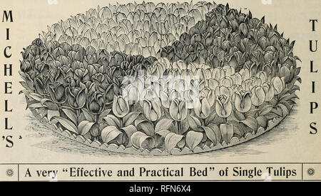 . Il Michell massima qualità delle lampadine per la semina autunnale. Cataloghi commerciali Pennsylvania Philadelphia; lampadine (piante) cataloghi; fiori Semi cataloghi; attrezzature da giardinaggio e i cataloghi dei materiali di consumo. 4 MICHELL IL CATALOGO DELLE LAMPADINE, semi, ecc. I Tulipani strettamente vero per il nome ed il colore. I Tulipani nulla è più bello di un letto di tulipani in primavera. Essi sono il showiest fiore in fiore in quel periodo dell'anno. Essi dovrebbero essere piantati in letti di qualsiasi progettazione, fatta di una buona porzione di argilla e letame ben miscelato con il terreno; la distanza dovrebbe essere di circa quattro pollici. I bulbi devono essere piantati circa Foto Stock