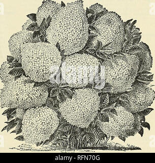 . Catalogo descrittivo di alberi ornamentali, arbusti, vigne, sempreverdi, Hardy piante e frutti. Vivai (orticoltura), Pennsylvania, cataloghi; gli alberi, piantine, cataloghi; arbusti ornamentali, cataloghi; fiori, cataloghi; frutta, cataloghi. Hibiscus Syriacus camellseflora. bianco, rosa centro. var. Garofano. Doppia bianca a strisce con rosso. Iva. COerulea. Double Blue. var. Comte de Flandre. Doppio rosso scuro. var. A causa de Brabant. Rosa scuro. var. elegantiSSima. Bianco, Rosa Centro. Var. Signora Stanley. Doppia bianca, venato rosa, var. Leopoldo! Carne, ombreggiata Rose. var. lilla perfezione. Wiac. var. pseon Foto Stock