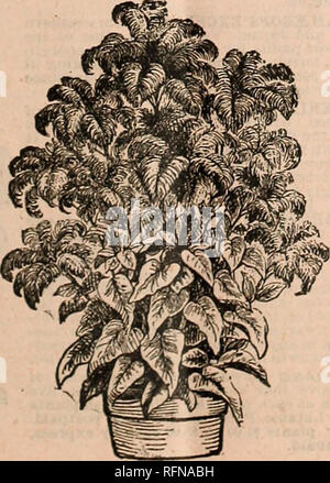 . Scelta Iowa semi : seconda edizione del ventisettesimo catalogo annuale e guide giardino. Vivaio Iowa Des Moines cataloghi; piante ornamentali, cataloghi; Verdure cataloghi; fiori cataloghi; attrezzature da giardinaggio e i cataloghi dei materiali di consumo. CELOSIA " struzzo primi albori cosmo. Piuma". Questo nuovo Feathered Celosla produce molto grandi pennacchi di cremisi che sono squisitamente curvo e arricciata, in esatta somiglianza di piume di struzzo. La pianta cresce di circa tre metri di altezza, è bello di forma piramidale e i numerosi pennacchi massiccia, agitando gentilmente al di sopra del fogliame, ne fanno uno degli m Foto Stock