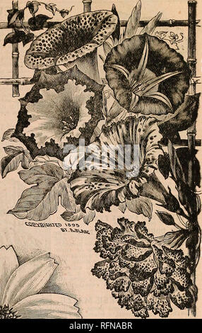 . Scelta Iowa semi : seconda edizione del ventisettesimo catalogo annuale e guide giardino. Vivaio Iowa Des Moines cataloghi; piante ornamentali, cataloghi; Verdure cataloghi; fiori cataloghi; attrezzature da giardinaggio e i cataloghi dei materiali di consumo. CELOSIA " struzzo primi albori cosmo. Piuma". Questo nuovo Feathered Celosla produce molto grandi pennacchi di cremisi che sono squisitamente curvo e arricciata, in esatta somiglianza di piume di struzzo. La pianta cresce di circa tre metri di altezza, è bello di forma piramidale e i numerosi pennacchi massiccia, agitando gentilmente al di sopra del fogliame, ne fanno uno degli m Foto Stock