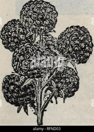 . Green Nursery Co. : La primavera 1897. Vivaio nello Stato di New York Rochester cataloghi; alberi da frutto piantine cataloghi. . Si prega di notare che queste immagini vengono estratte dalla pagina sottoposta a scansione di immagini che possono essere state migliorate digitalmente per la leggibilità - Colorazione e aspetto di queste illustrazioni potrebbero non perfettamente assomigliano al lavoro originale. Green Nursery Co. (Rochester, N. Y. ); Henry G. vivaio di Gilbert e il commercio di sementi Catalogo Collezione. Rochester, N. Y. : Verde vivaio del Co. Foto Stock