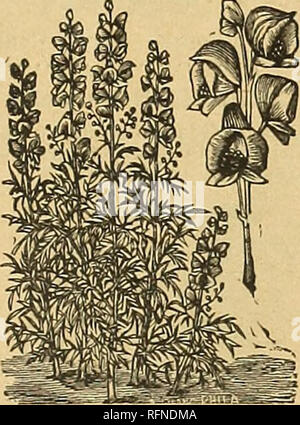 . Il Nebraska sementi Co. il catalogo annuale : affidabile il giardino e la fattoria semi. Vivaio Nebraska Omaha cataloghi; fiori Semi cataloghi; semi di ortaggi cataloghi. 3. Adonis, Autumnalis-scuro rosso sangue 5c AGERATUM-Mandlin. Frondose piante in fiore in estate e in autunno nel terreno aperto, in masse gronpsor ; anche bene per il pot cultura per la fioritura invernale. 4. Ageratum. Mexicanum-1 piedi, mista 5c 5. Ageratum, Alba-bianco; 1 piede 5c ACONITUM. (Del Monaco, cofano Wolfsbane.) un appariscente, molto libera rigogliosa pianta che cresce bene sotto gli alberi. Altezza, 2 piedi.. 6. Aconitum napellus,-blu e bianco 5c AGROSTE Foto Stock