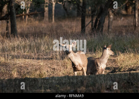 Sambar cervi nel Parco nazionale di Ranthambore in Rajasthan, India Foto Stock