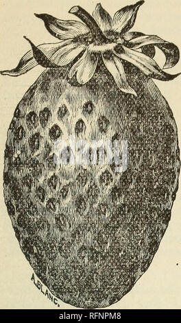 . 1896 Catalogo di piccoli frutti. Vivai (orticoltura) Michigan Bridgman cataloghi; frutto piantine cataloghi; Vivai (orticoltura); frutta. Parker Earl è uno dei leader di fragole. Esso è stato testato su una vasta gamma di paese. Il prob- abilmente nessun altro berry ha ricevuto tanti favorevoli e così poche relazioni negative. Fiori, perfetti, sempre impostare- ting perfetto frutto. Una sua mancanza è oltre la produzione. Essa consente di impostare più frutto di quella che eventualmente può maturare sotto ordi- nary trattamento. Essa ha bisogno di un terreno fertile e di alta cultura, quando essa darà soddisfazione. Dozzina, 25c; centinaia, 60c ; mille, $3,75. f Foto Stock