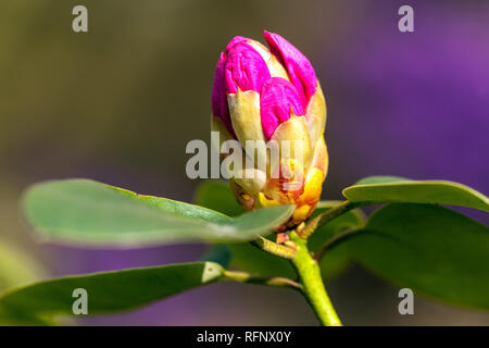 Rhododendron bud, germogliando Foto Stock