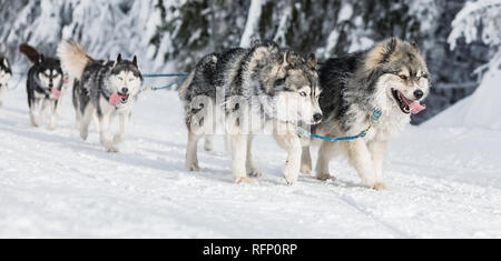Un team di quattro husky slitte trainate da cani in esecuzione su un deserto nevoso road. Slitta con cani husky in inverno campagna ceca. Cani Husky in un team in inverno Foto Stock