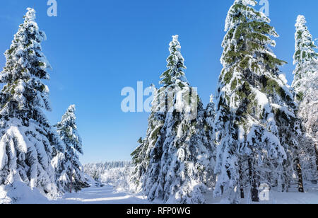 Alberi innevati in inverno il paesaggio. Orlicke montagna invernale giornata soleggiata, Repubblica Ceca. Alberi coperti di neve e congelate di alta tensione poli. Foto Stock