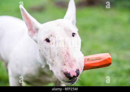 Inglese bull terrier tenendo un giocattolo in bocca con piena di sporcizia su di esso Foto Stock