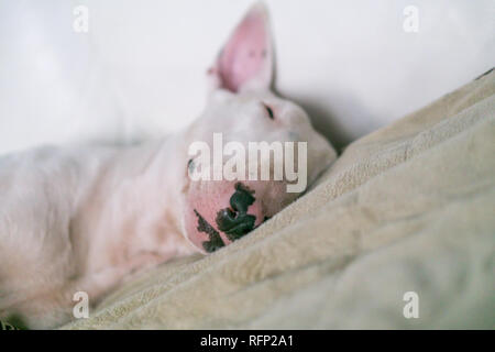 Un simpatico white English bull terrier è di dormire su un letto con un sorriso sul viso Foto Stock