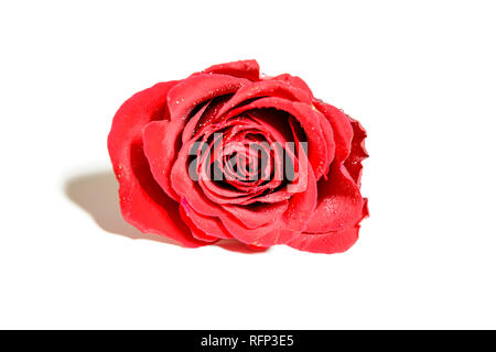 Primo piano di una singola rosa rossa con gocce d'acqua, isolato su sfondo bianco Foto Stock