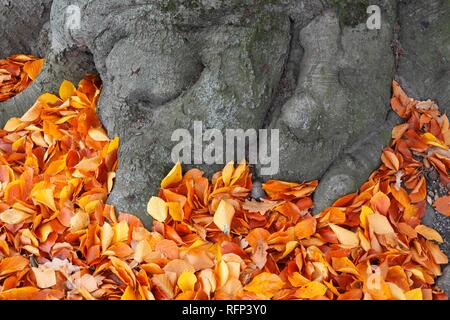 Vecchio nodose tronco di albero e colorati di foglie di autunno giacente sul terreno, Germania Foto Stock