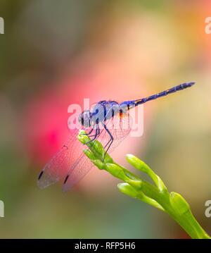 Bellissima dragonfly appollaiate su orchid stelo Foto Stock