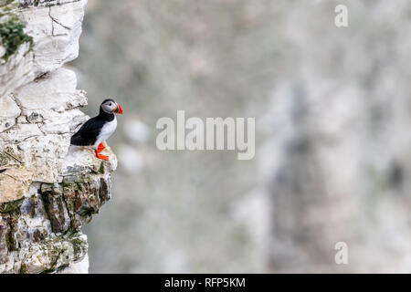 Puffin (Fratercula) sul ciglio della scogliera a RSPB Bempton Cliffs REGNO UNITO Foto Stock