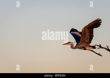 Un Airone cenerino in volo / spazio di copia Foto Stock