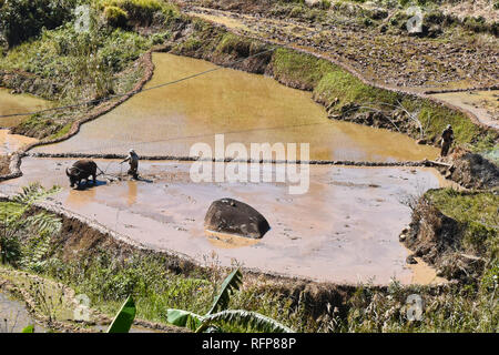 La coltivazione del riso nel villaggio Fidelisan, Sagada, Provincia di montagna, Filippine Foto Stock