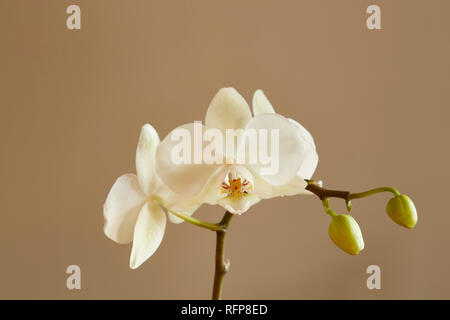 Un White Orchid,Palaenopsis,peduncoli con uno sfondo semplice Foto Stock