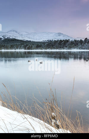 Loch Morlich nel Parco Nazionale di Cairngorms della Scozia. Foto Stock