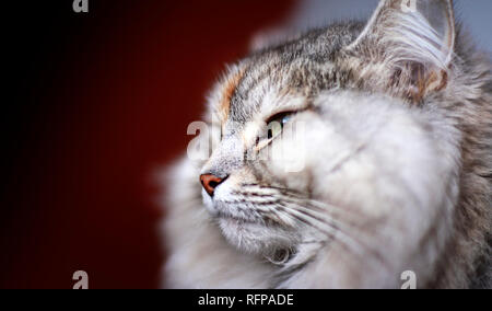 Ritratto laterale di un Siberiano gatto femmina Foto Stock