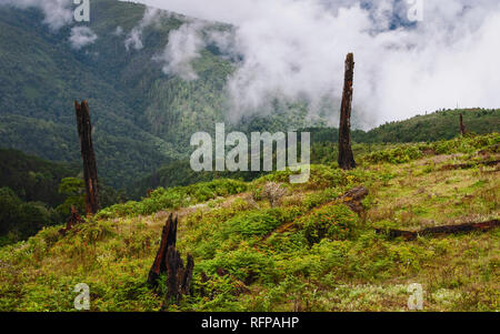 La malattia e la deforestazione lungo i pendii e foreste su monsone di mattina in Himalaya nei pressi di Tawang, Arunachal Pradesh, India. Foto Stock