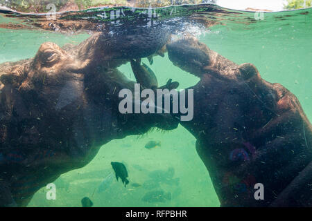 Ippopotamo presso lo zoo Bioparco di Valencia, Comunidad Valenciana, Spagna Foto Stock