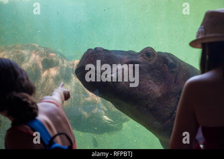 Ippopotamo presso lo zoo Bioparco di Valencia, Comunidad Valenciana, Spagna Foto Stock