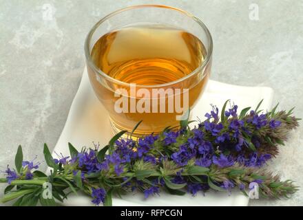 Tisana fatta di issopo Hyssopus officinalis Foto Stock