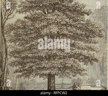 . Cassell popolare di giardinaggio. Il giardinaggio. TEEES e arbusti. 5 seguita da una profusione di rosso-winged frutti che più colore argentato della superficie inferiore. Il dis- contrasto con il verde scuro, generalmente appuntita, coverer dell'impianto, dopo il quale esso viene denominato, dice che a forma di cuore, doppiamente-foglie dentellate. In giovani cresce in uno stato selvaggio, intermiscelata con il comune vigorosa esempi le foglie sono spesso molto Sycamore, dalla quale tuttavia può essere distin- decisamente trilobata. A. t. Ginnala, da Amur- guished prontamente a notevoli distanze dai suoi più di terra, è una forma con slen Foto Stock