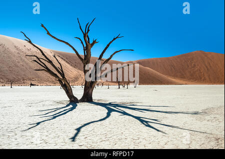 Camel Thorn trees in Deadvlei, Namib-Naukluft National Park, Namibia Foto Stock