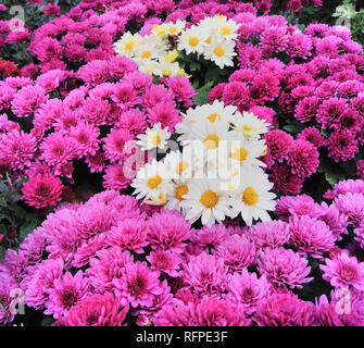 Misto crisantemo viola Daisy bianca sfondo fiori Foto Stock