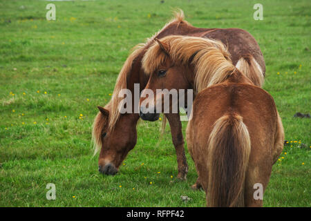 Immagine di bellissimi cavalli dall'Islanda. Foto Stock