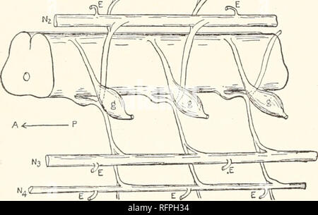 . Carnegie Institution di Washington pubblicazione. i82 Carte del laboratorio biologico marino a Tortugas. fissato in sublimato-acetico, molto potrebbe essere accuratamente compilata e si spera anche che la descrizione si rivelerà suggestivi. Il motore le cellule erano prima cercato nel midollo spinale, specialmente quella regione che è stata posteriore e in prossimità di organi elettrici. Supponendo per il presente, come una legge che il complesso di motore elettrico le cellule sono più grandi di muscolo-celle di motore che innervano un peso uguale di muscolo, è stato molto facile trovare gruppi di grandi, pesanti nervo-sparsi di cellule T Foto Stock