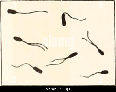 . Carnegie Institution di Washington la pubblicazione. 264 BATTERI IN RELAZIONE ALLE MALATTIE DELLE PIANTE. Aveva arrossate. Sulla superficie di agar di un avido aerobe è stata poi seminata (Bacillus subtilis) con l'idea che se un i anaerobe erano presenti nel latte sarebbe sviluppare nelle profondità dell'agar, considerando che se solo cattive. solanacearum erano presenti la crescita potrebbe non apparire lungo la linea della stab o potrebbe verificarsi solo nella parte superiore della stab. Il secondo di questi supposi- zioni ha dimostrato di essere il vero uno, indicando che il banco di colture di latte che arrossate conteneva solo un aerobe, Viz, la città di Medan organizza Foto Stock