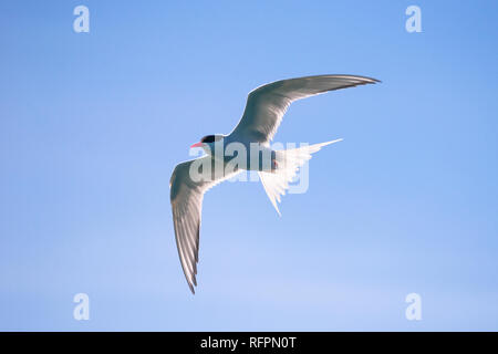 Sud Americana Tern (sterna hirundinacea) in sè il Brasile Foto Stock