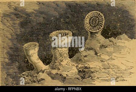 . Cassell di storia naturale. Animali; il comportamento di animali. Il Coralli. inaiiitaiued sotto venti fatlioms, ami tlms vi è un basso limite di profondità per tlie reef-costruzione di coralli. Essi fringe talune isole entro il West Indian, Oceano Atlantico, Oceano Indiano e Pacifico, tho coralli aggrappandosi in grandi masse di riva, alcune di essere scoperto un po' a molto bassa marea, e alcuni che si estendono a profondità tlie di venti braccia. La crescita è ui^reparti, e verso l'esterno, o al largo, e talvolta in misura considerevole. Una tale massa di corallo è vivo nella parte superiore e nella zona a contatto con il mare; ma tutti i di assistenza Foto Stock