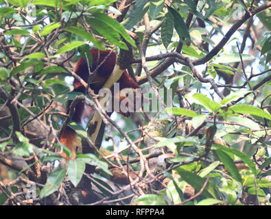 Malabar scoiattolo gigante alimentare sulla corteccia di un albero di mango Foto Stock