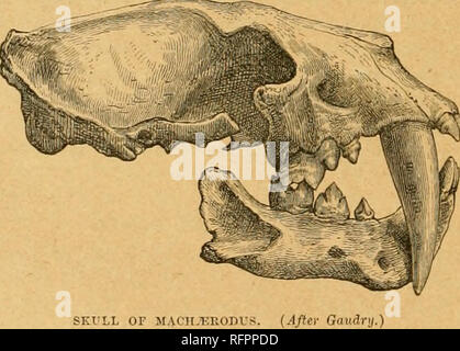 . Cassell di storia naturale. Animali; il comportamento di animali. 204 ISATURAL STORIA. esempio, abbiamo trovato Cryptoiirocta per essere intermedia tra i gatti e Civets, e ancora, se avessimo seguito l'ordine indicato da questo relationshij), avremmo dovuto ignorare la stretta connessione tra i gatti e Hyasnas, e che tra Hyoenas e Civets, attraverso l'intermediazione del Aard Wolf. È quindi necessario escogitare qualche metodo di vi-iting fare^vn i nomi delle famiglie, diversa da quella di j)li allacciatura uno sotto l'altro, se vogliamo ottenere qualcosa come una chiara nozione di poi- reciproca relationsh Foto Stock