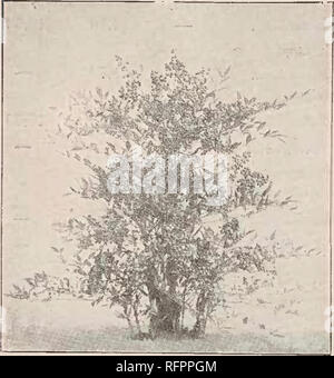 . Catalogo descrittivo del vivaio di Yokohama Co., limitata. Seme dell industria e del commercio; fiori Cataloghi Cataloghi di frutta; gli alberi cataloghi; arbusti cataloghi. 52 Catalogo del vivaio di Yokohama Co., Ltd. (1911), Photinia glabra rubens, un bellissimo albero sempreverde giardino ornamentale pianta con colore rosso brillante fogliame trattenuti tutti attraverso la molla, come se si trattasse di fioritura e gradualmente diventa verde come la chioma invecchia, la crescita ora, tuttavia, mantiene il suo colore rosso attraverso tutto l'anno anche se non è così brillante come in primavera, alcune piante di questa tra le altre fogliame verde rendono l'intero giardino guardano molto un Foto Stock