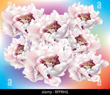 Di un bel colore rosa peonie Foto Stock