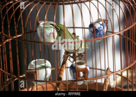 Mercato di uccelli in Kowloon, Honkong, Cina Foto Stock