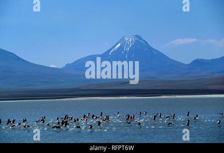 CHL, Cile, il Deserto di Atacama: Lago Laguna Verde, 4000 metri di altezza. Foto Stock