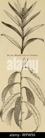 . Cassell popolare di giardinaggio. Il giardinaggio. 160 DEL CASSELL POPULAE G-ARDENING. Il " Introduzione " di foglie.-le modalità in cui lascia la molla dal gambo è anche una questione di primaria importanza per il botanico, e ha inoltre una distinta phj-siolo- gical significato. Le foglie sono dette per lui " di fronte " quando esse scaturiscono da lati opposti dello stelo allo stesso livello; " verti- cillate" o " whorled", quando un anello di foglie partono da un punto così da formare un " whorl" (Fig. 46): e "" alternativo quando esse scaturiscono da lati diversi del Foto Stock