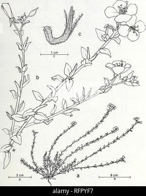 . Carpinteria Palude Salata : ambiente, la storia e le risorse botanico di Southern California estuario. La Palude Salata ecologia; Sale piante di palude. FIG. 68. Camissonia cheiranthifolia (Hornem. ex Spreng.) Raimann in Engl, e Prantl e collaboratori ssp. suffruticosa (WATS.) Raven. Primula Beach, a. Abitudine, b. Infiorescenza, c. Capsule.. Si prega di notare che queste immagini vengono estratte dalla pagina sottoposta a scansione di immagini che possono essere state migliorate digitalmente per la leggibilità - Colorazione e aspetto di queste illustrazioni potrebbero non perfettamente assomigliano al lavoro originale. Ferren, Wayne R; Università di California, Santa Barbara. Foto Stock