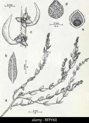 . Carpinteria Palude Salata : ambiente, la storia e le risorse botanico di Southern California estuario. La Palude Salata ecologia; Sale piante di palude. FIG. 55. Atriplex californica Moq. in DC. California Saltbush. a. Steli Decumbent, fioritura, b. Foglia. c. Grappoli di fiori, d. Brattee del fiore pistillate. e. Pistillate fiore.. Si prega di notare che queste immagini vengono estratte dalla pagina sottoposta a scansione di immagini che possono essere state migliorate digitalmente per la leggibilità - Colorazione e aspetto di queste illustrazioni potrebbero non perfettamente assomigliano al lavoro originale. Ferren, Wayne R; Università di California, Santa Barbar Foto Stock