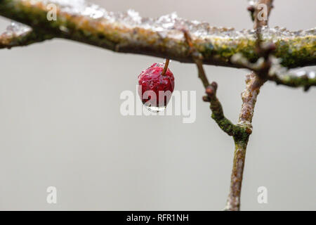 Icy coperti di bacche rosse su un ramo Foto Stock