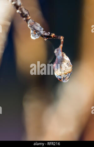 Smerigliati goccioline di acqua su un ramoscello Foto Stock